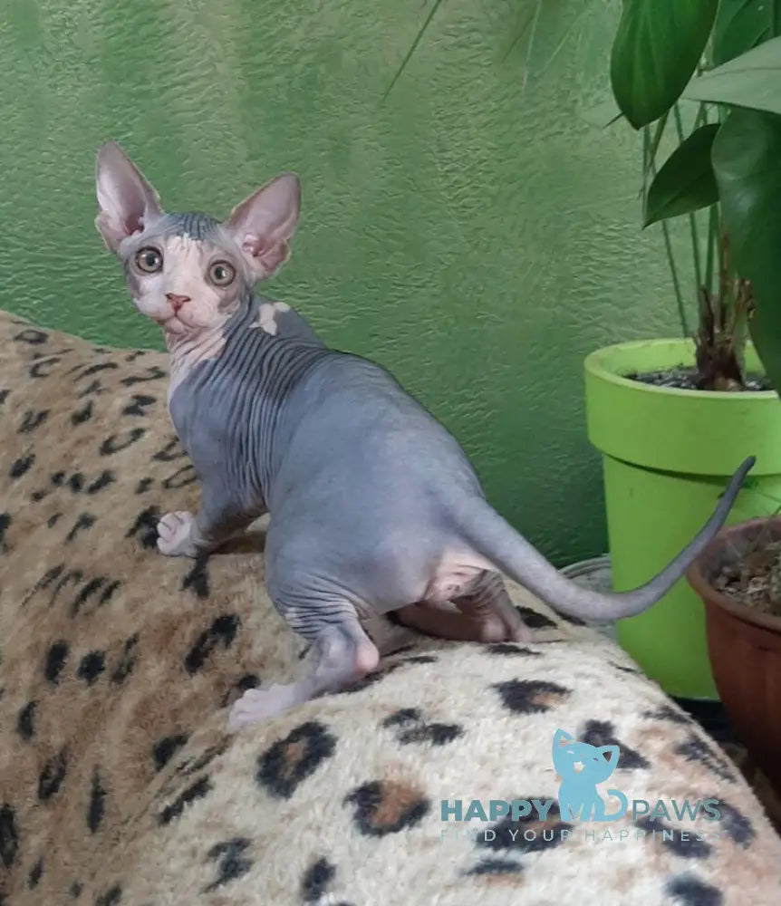 Lucky Canadian Sphynx female black tabby bicolour live animals