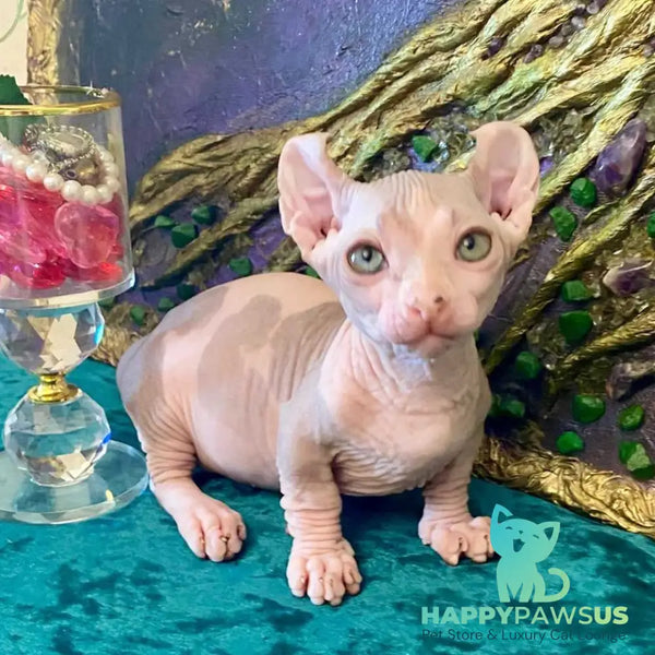 Lucky Dwelf male blue tabby - live animals