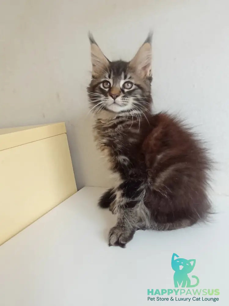 Lucky Maine Coon male black tabby - live animals