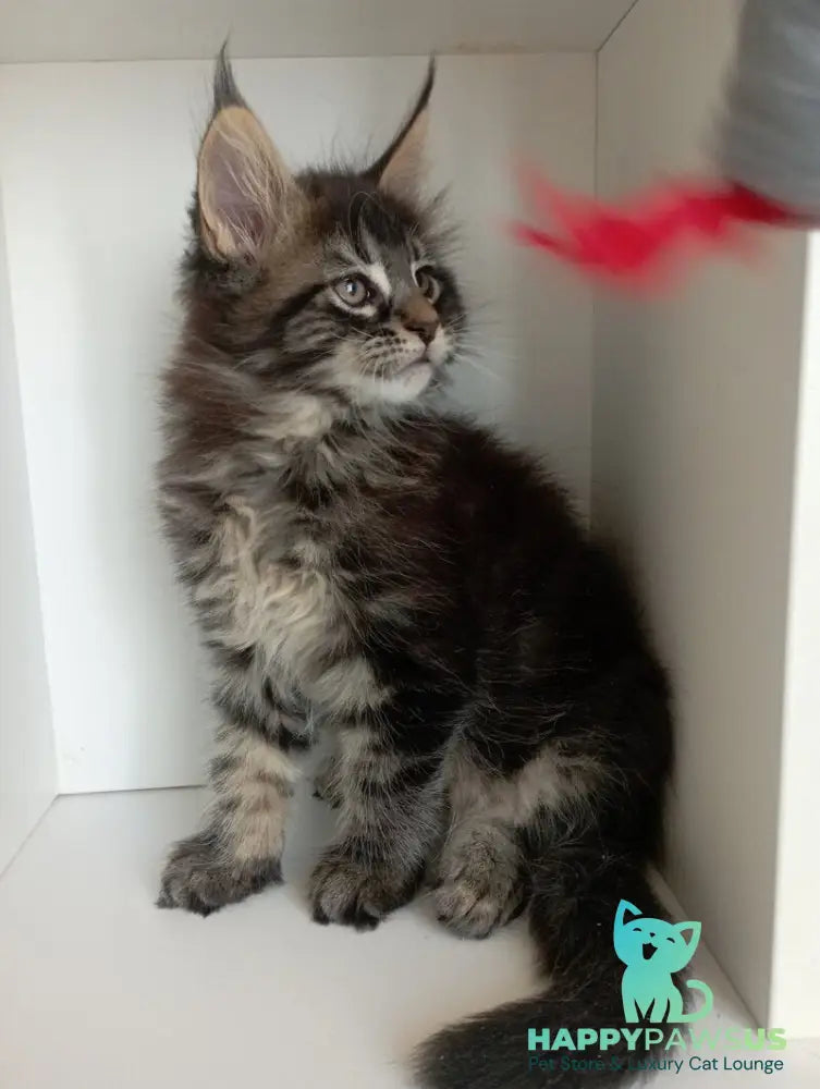 Lucky Maine Coon male black tabby - live animals
