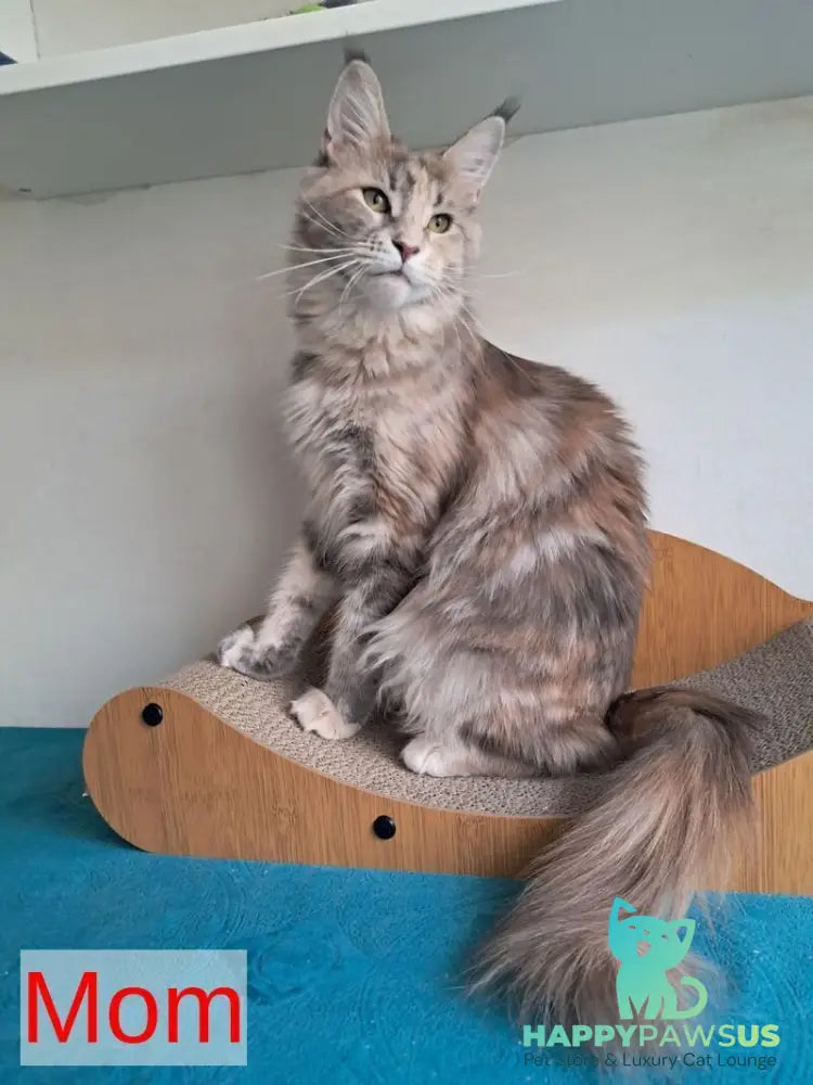 Lucky Maine Coon male black tabby - live animals
