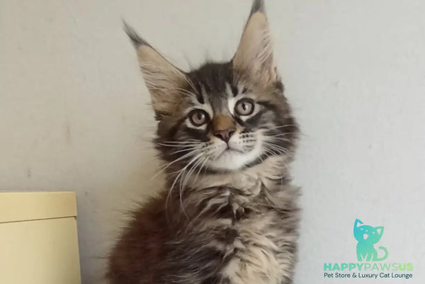 Lucky Maine Coon male black tabby - live animals