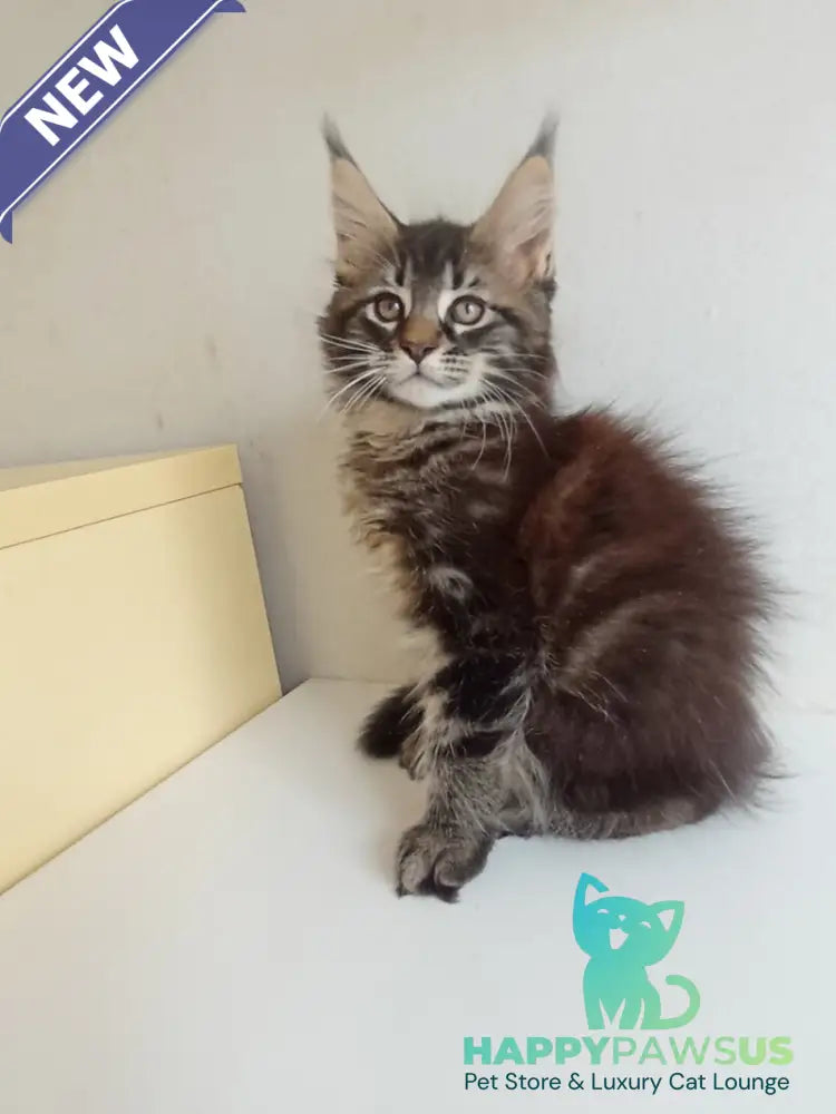 Lucky Maine Coon male black tabby - live animals