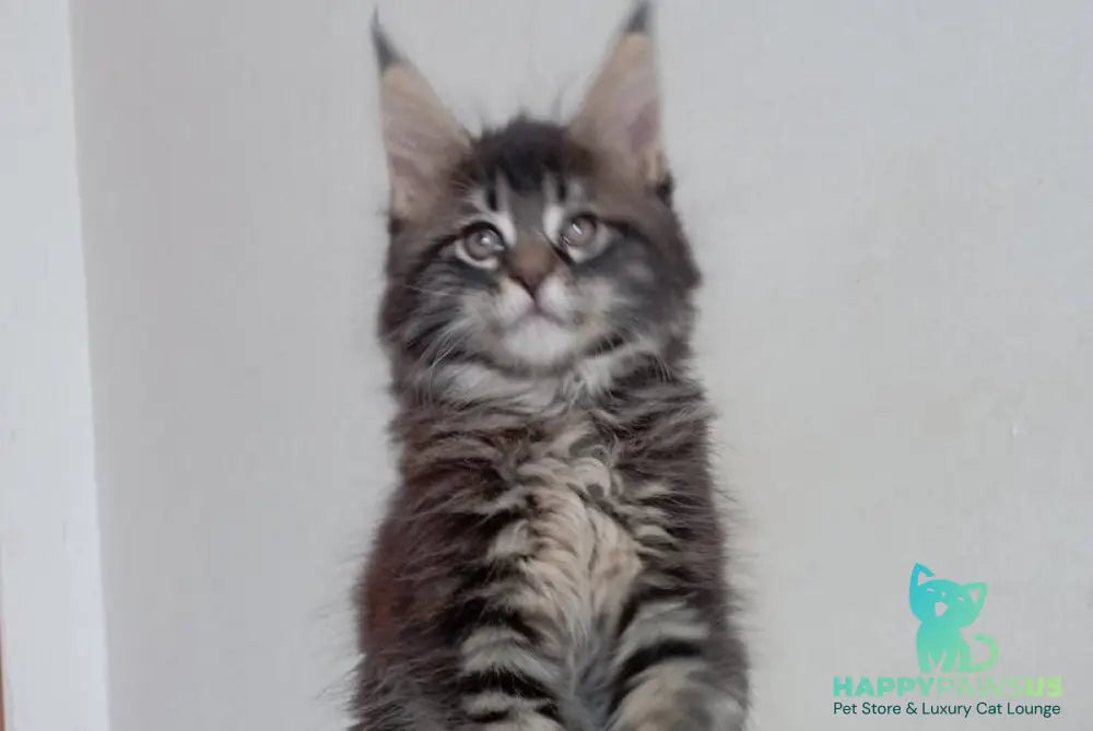Lucky Maine Coon male black tabby - live animals