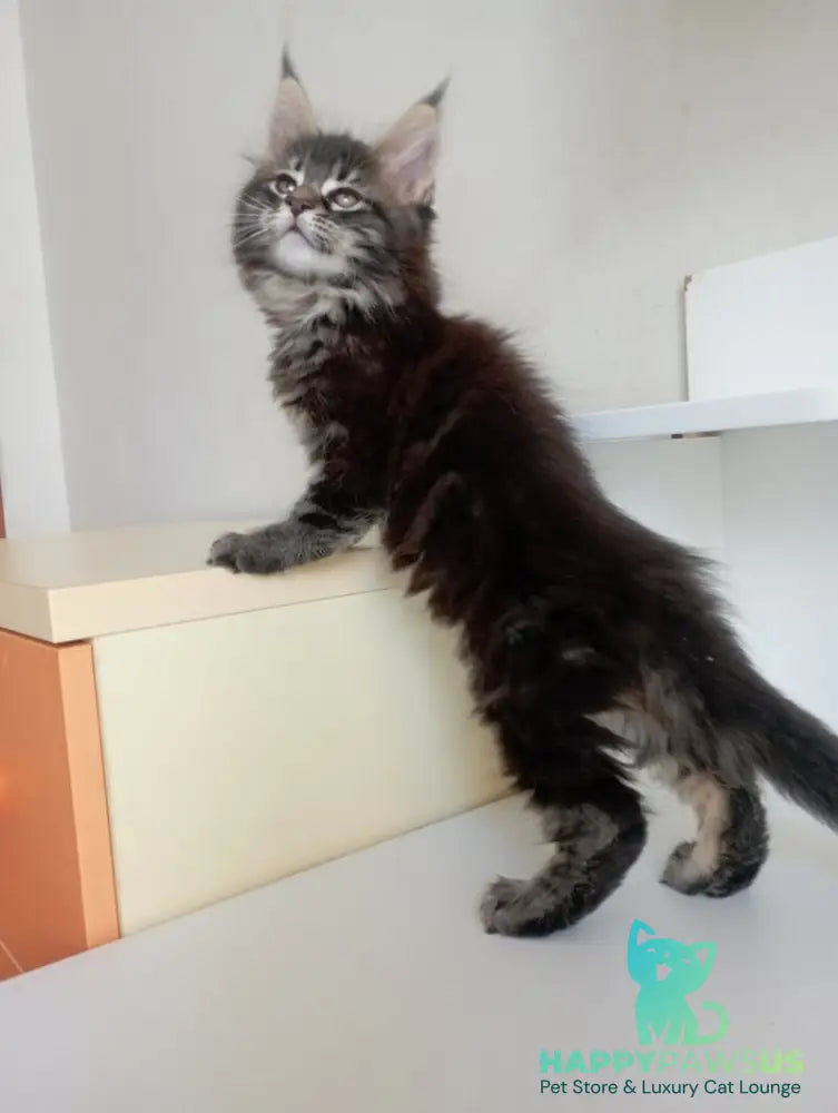 Lucky Maine Coon male black tabby - live animals