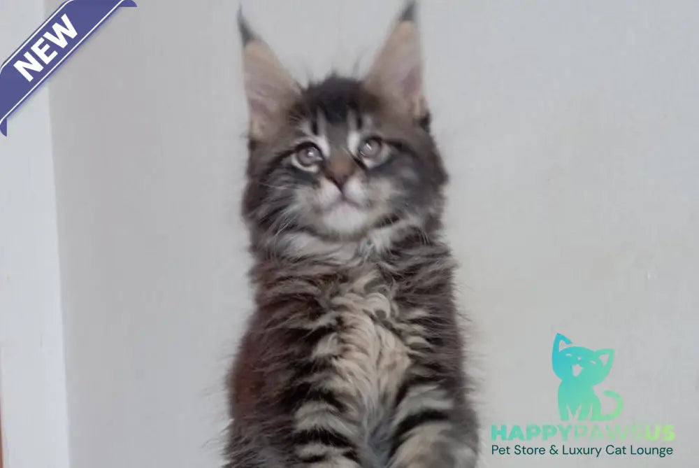 Lucky Maine Coon male black tabby - live animals