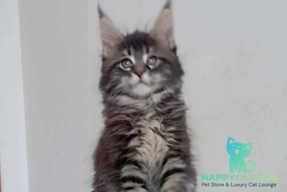 Lucky Maine Coon male black tabby - live animals