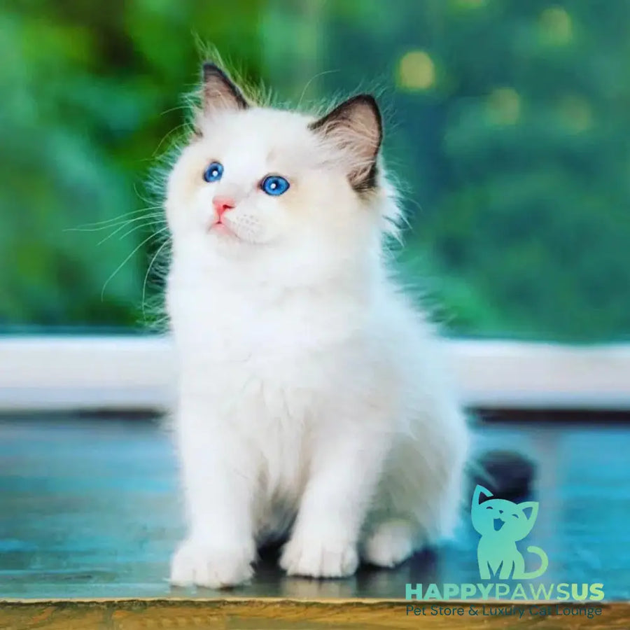 Lucky Ragdoll male seal bicolour - live animals