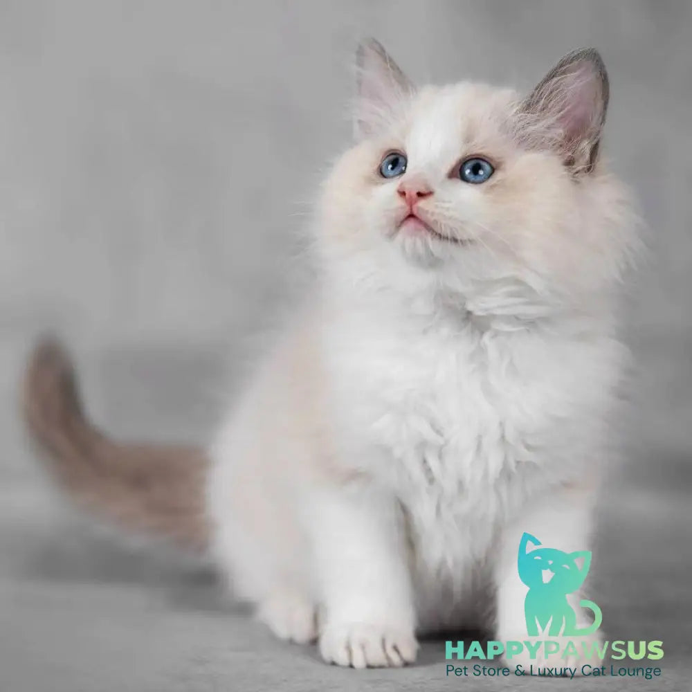 Lucky Ragdoll male seal bicolour - live animals