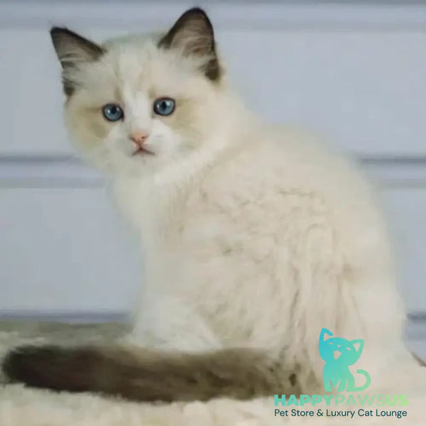 Lucky Ragdoll male seal bicolour - live animals