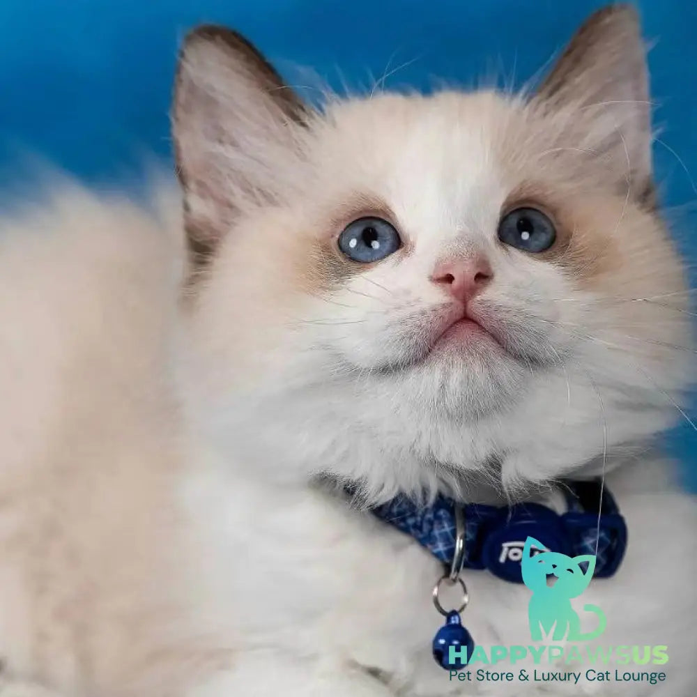 Lucky Ragdoll male seal bicolour - live animals