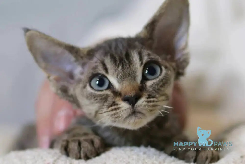 Lucy Devon Rex female black spotted tabby live animals