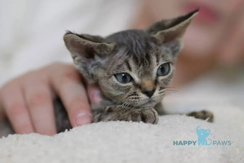 Lucy Devon Rex female black spotted tabby live animals