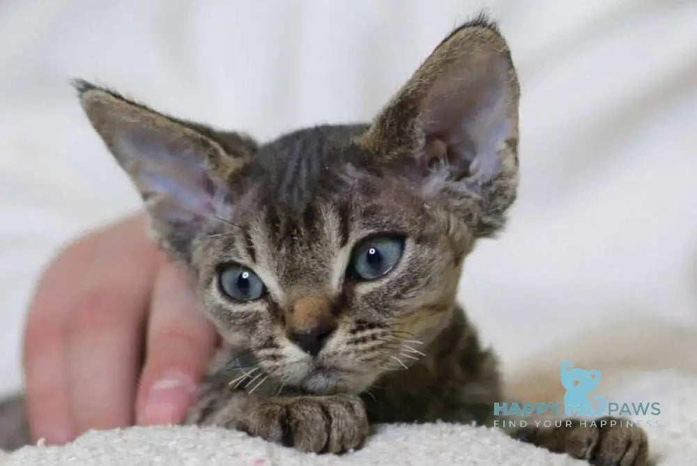 Lucy Devon Rex female black spotted tabby live animals
