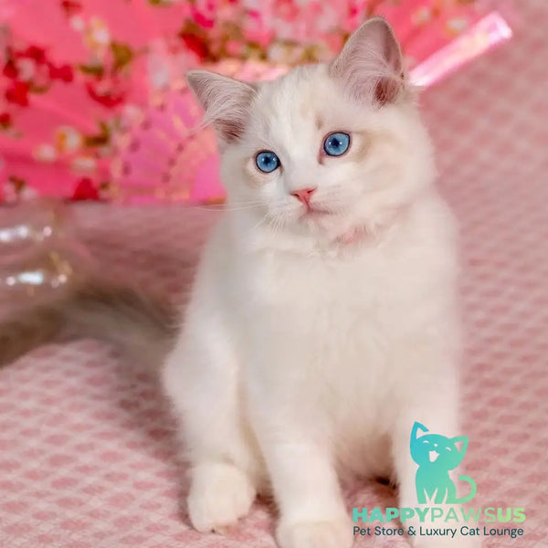 Lucy Ragdoll female blue bicolour - live animals