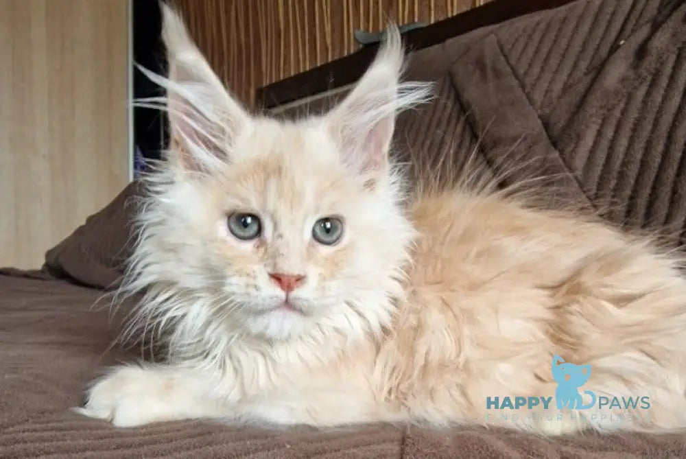 Ludvig Maine Coon male red silver ticked tabby live animals