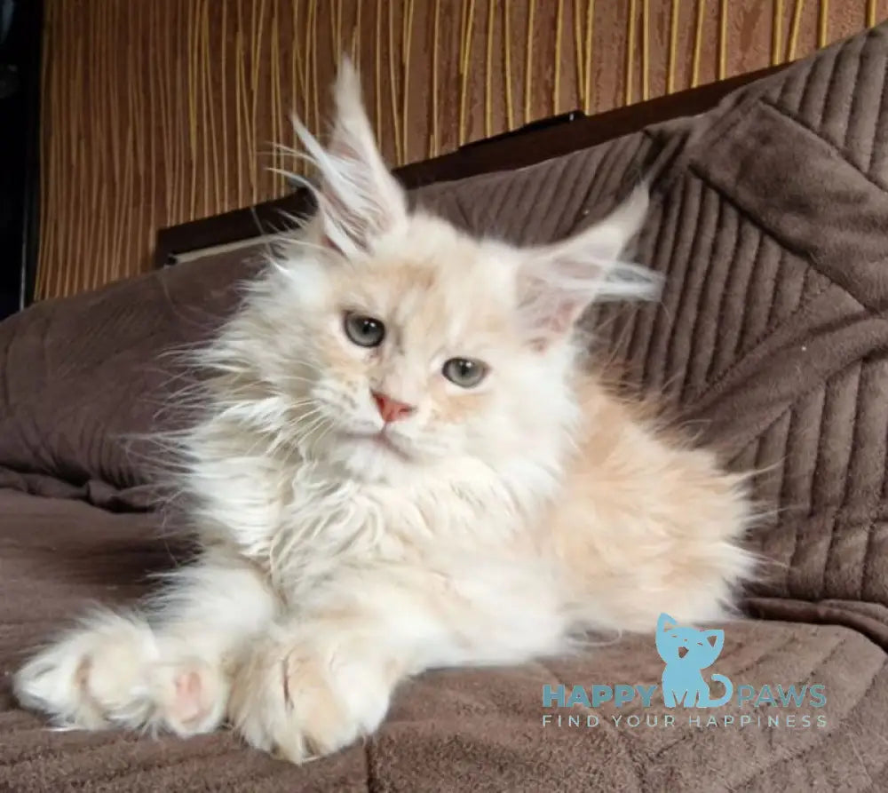 Ludvig Maine Coon male red silver ticked tabby live animals