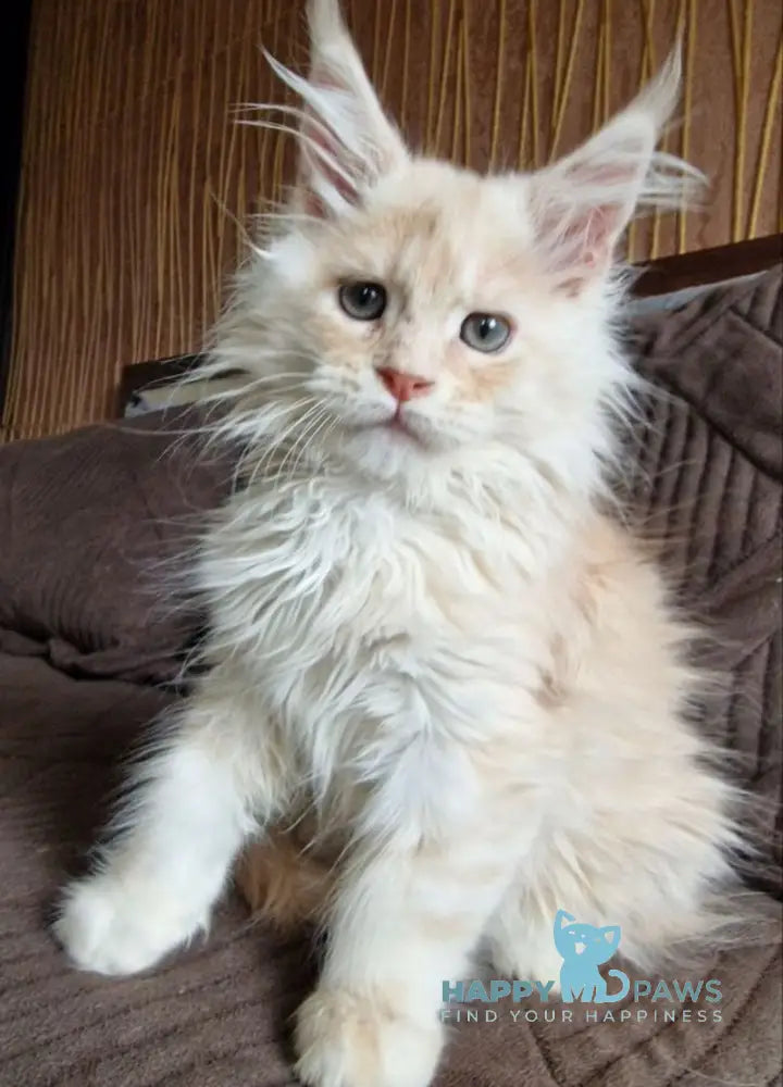 Ludvig Maine Coon male red silver ticked tabby live animals
