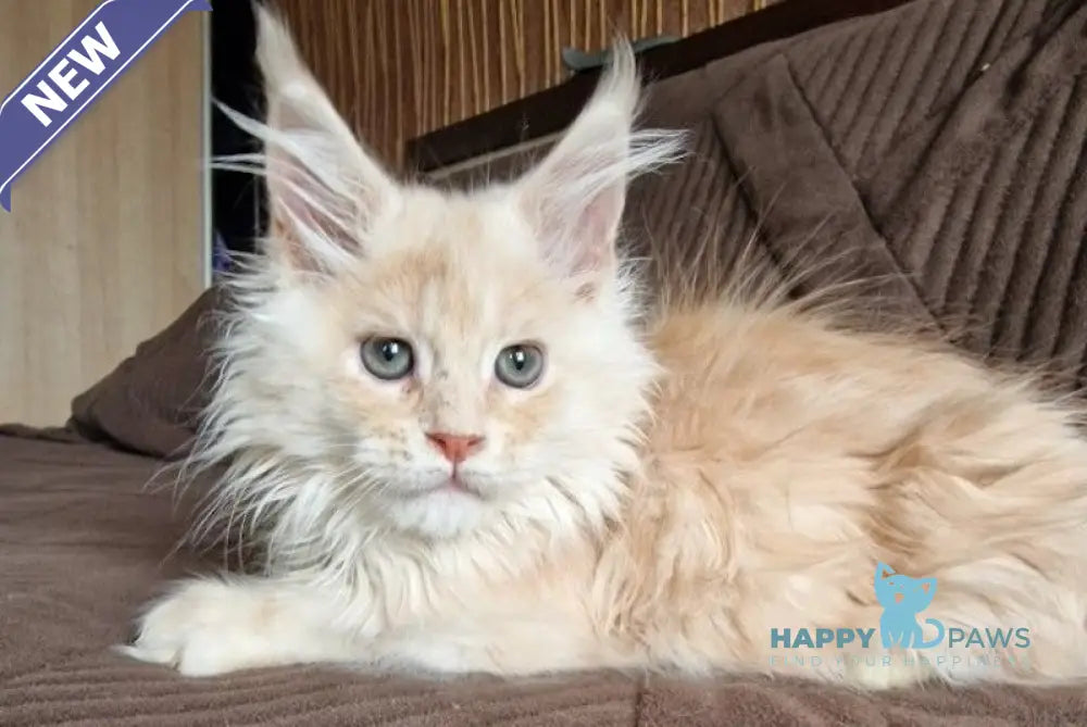 Ludvig Maine Coon male red silver ticked tabby live animals