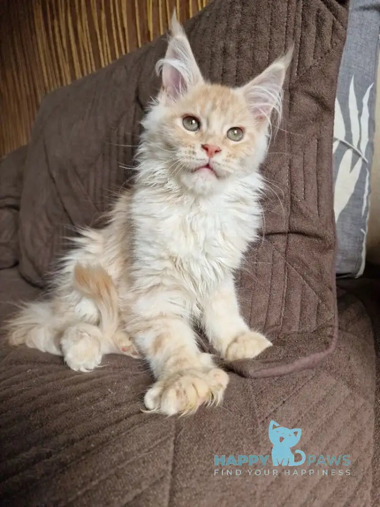 Ludvig Maine Coon male red silver ticked tabby live animals