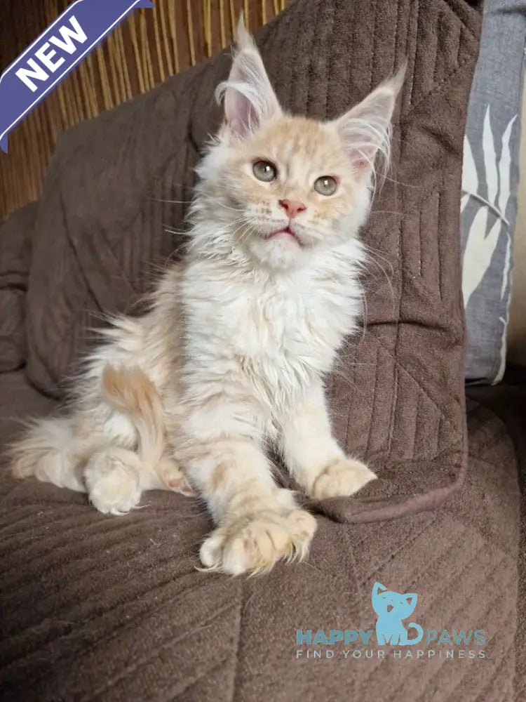 Ludvig Maine Coon male red silver ticked tabby live animals