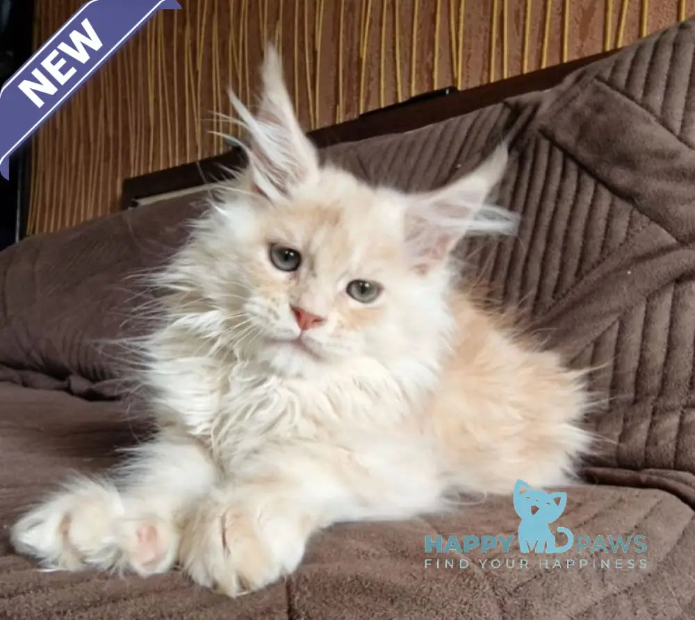 Ludvig Maine Coon male red silver ticked tabby live animals