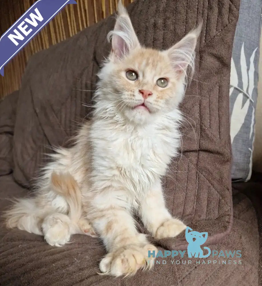 Ludvig Maine Coon male red silver ticked tabby live animals