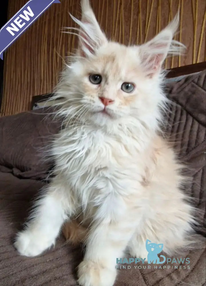 Ludvig Maine Coon male red silver ticked tabby live animals