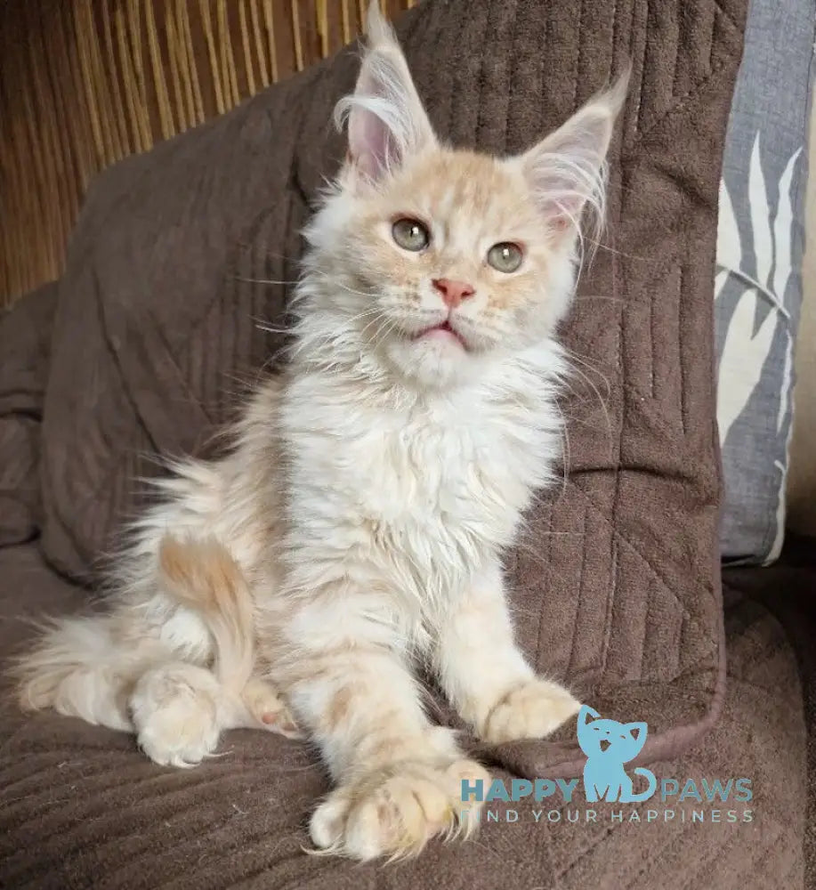 Ludvig Maine Coon male red silver ticked tabby live animals