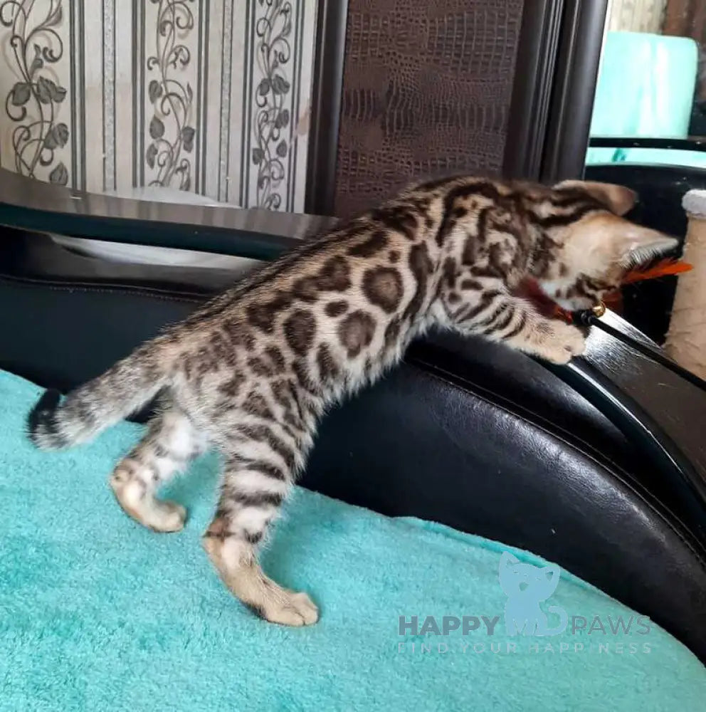 Lui Bengal male black spotted tabby live animals
