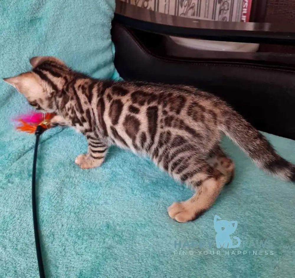 Lui Bengal male black spotted tabby live animals