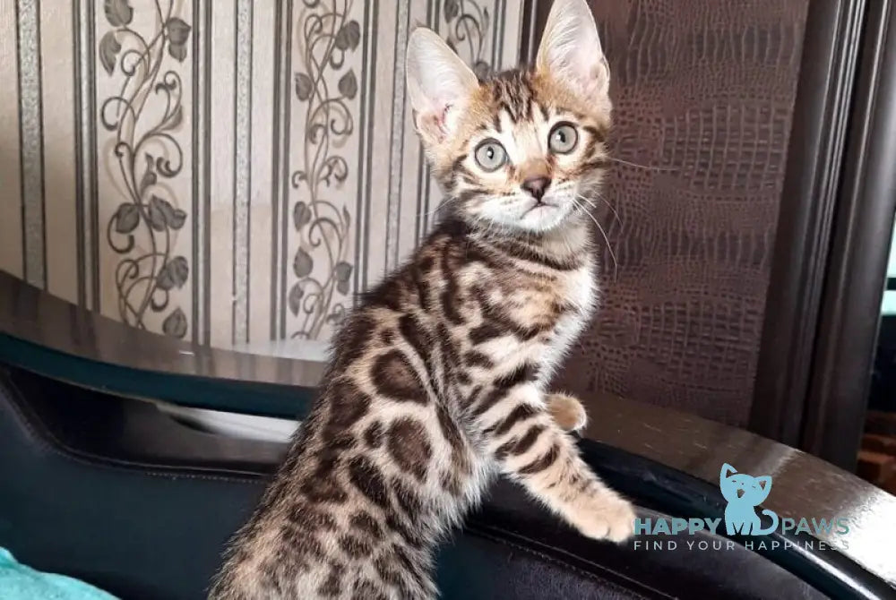 Lui Bengal male black spotted tabby live animals