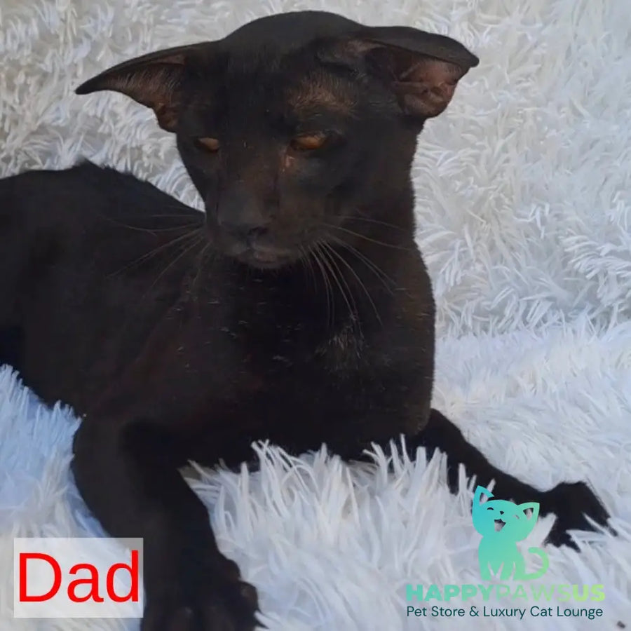 Lui Oriental Shorthair male black - live animals