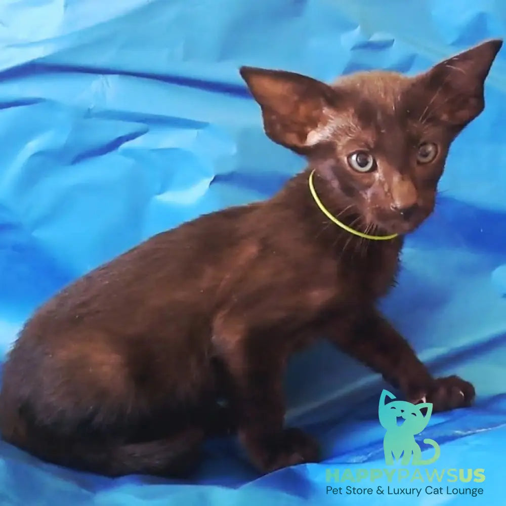 Lui Oriental Shorthair male black - live animals