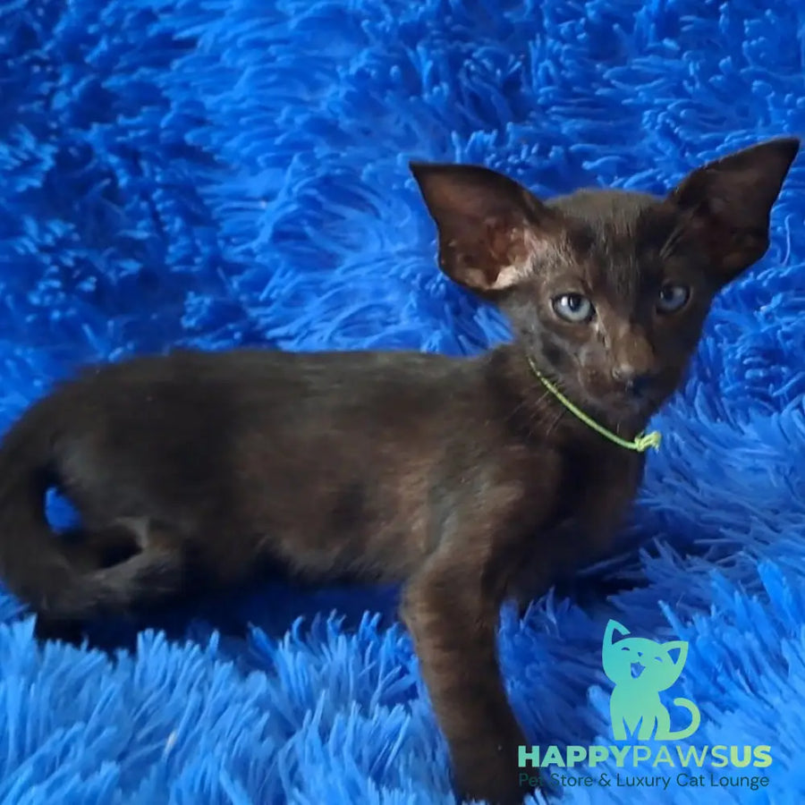 Lui Oriental Shorthair male black - live animals