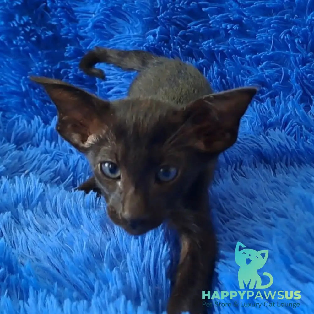 Lui Oriental Shorthair male black - live animals