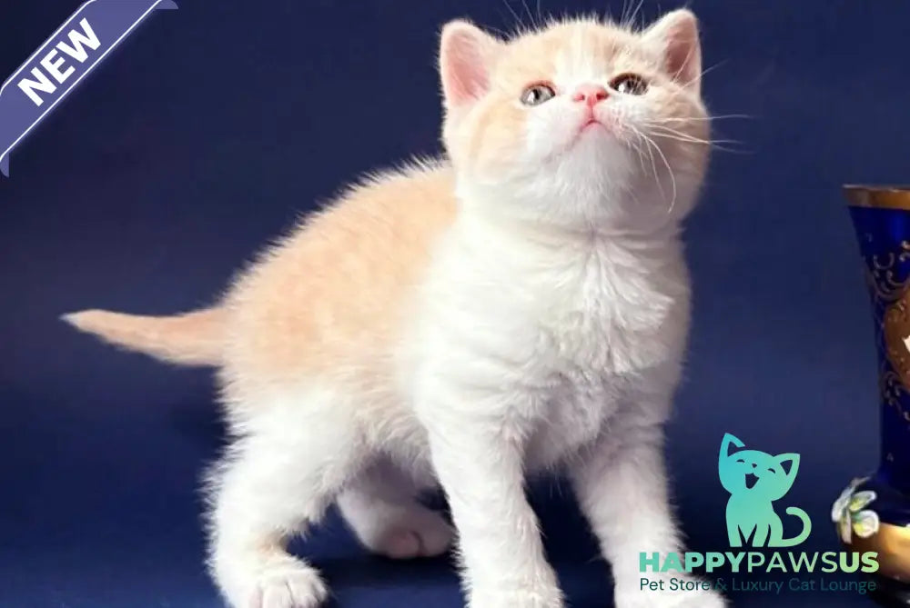Luigi British Shorthair male cream bicolour - live animals
