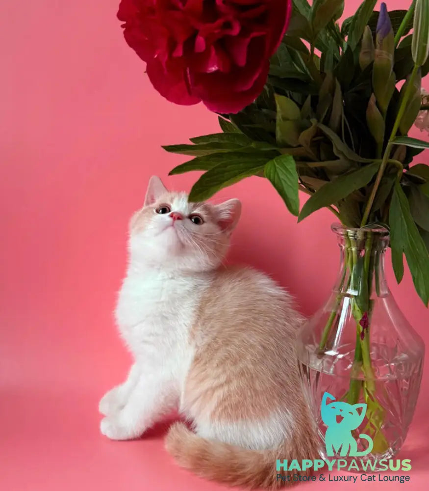 Luigi British Shorthair male cream bicolour - live animals