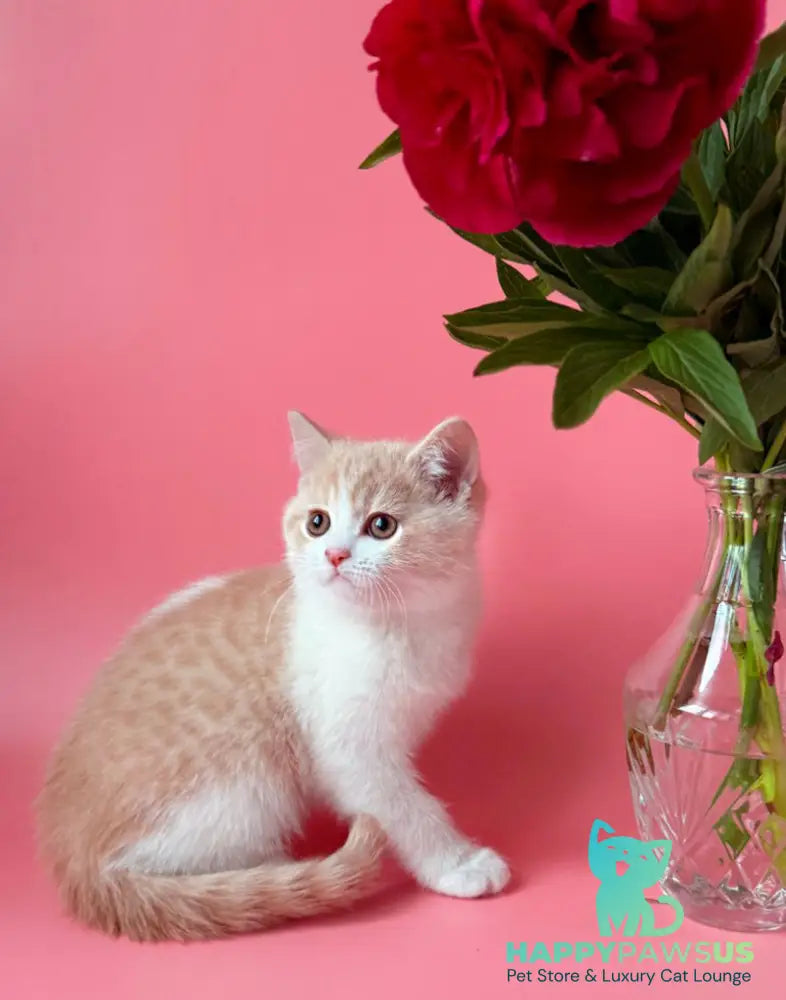 Luigi British Shorthair male cream bicolour - live animals