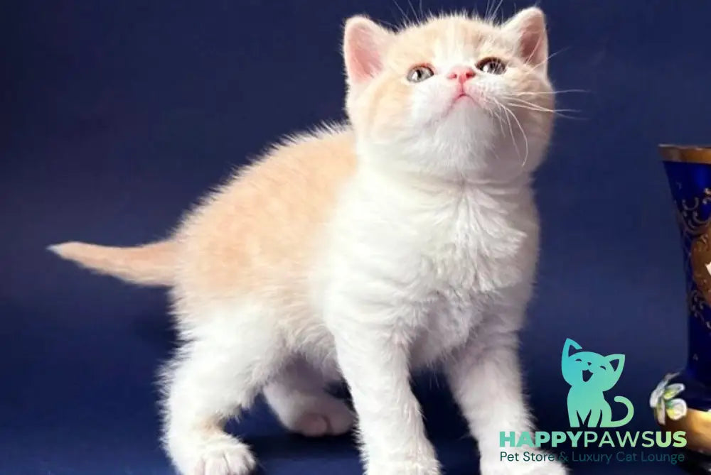 Luigi British Shorthair male cream bicolour - live animals