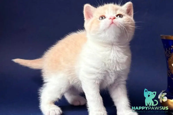 Luigi British Shorthair male cream bicolour - live animals