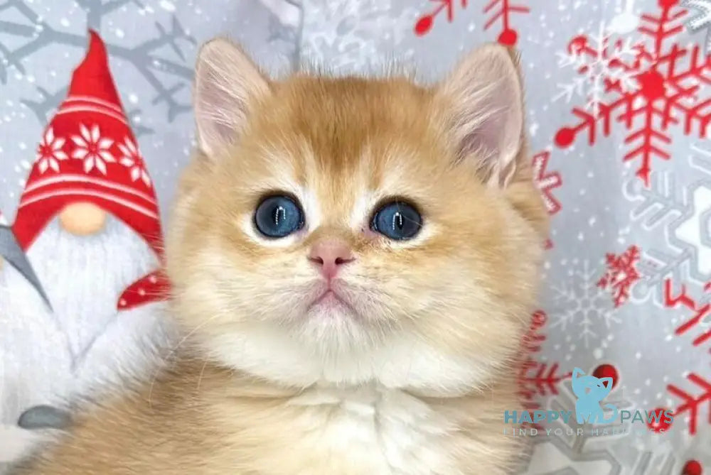 Luis British Shorthair male black golden chinchilla live animals