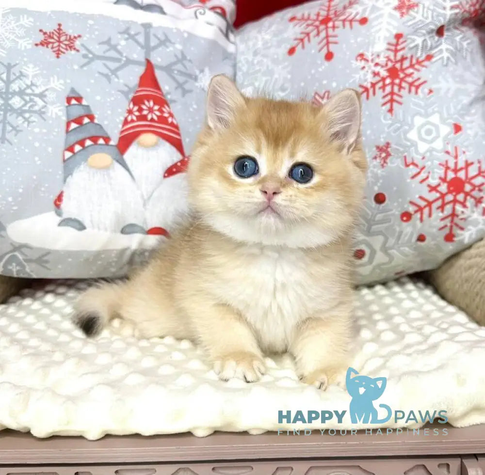 Luis British Shorthair male black golden chinchilla live animals