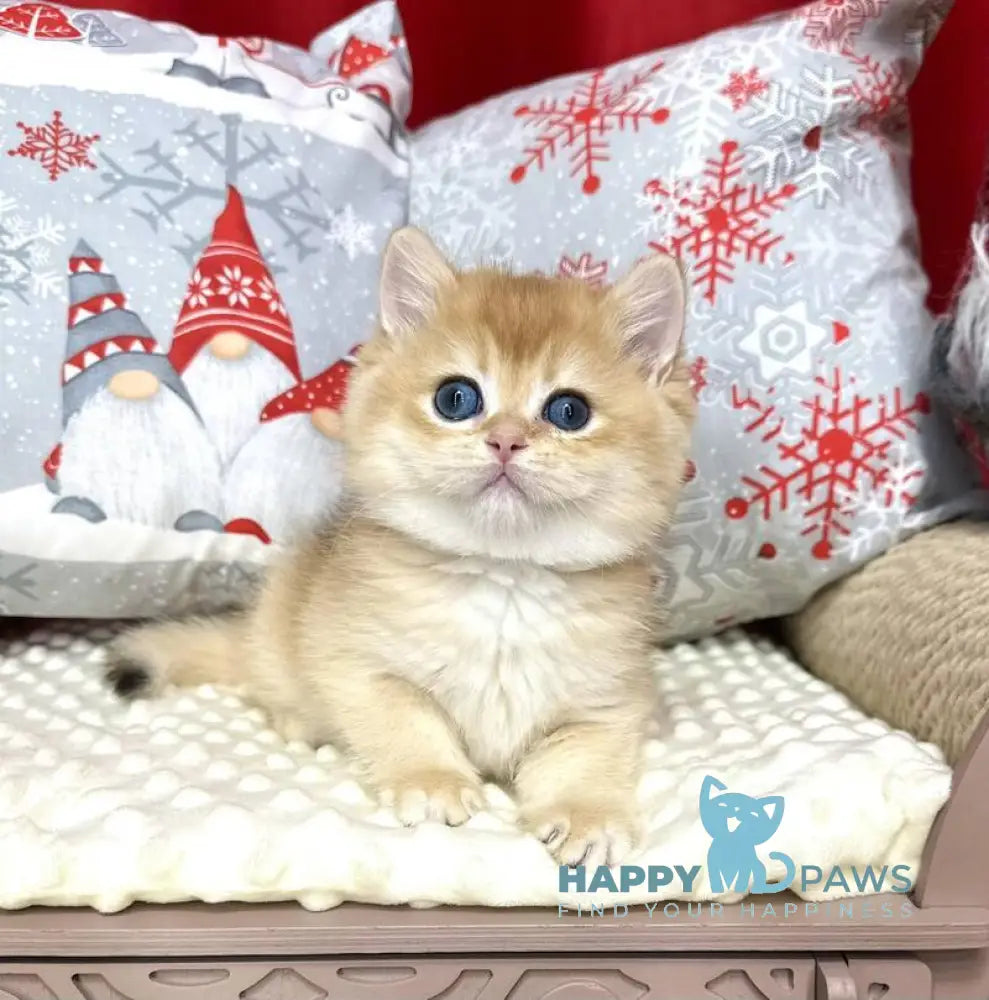 Luis British Shorthair male black golden chinchilla live animals