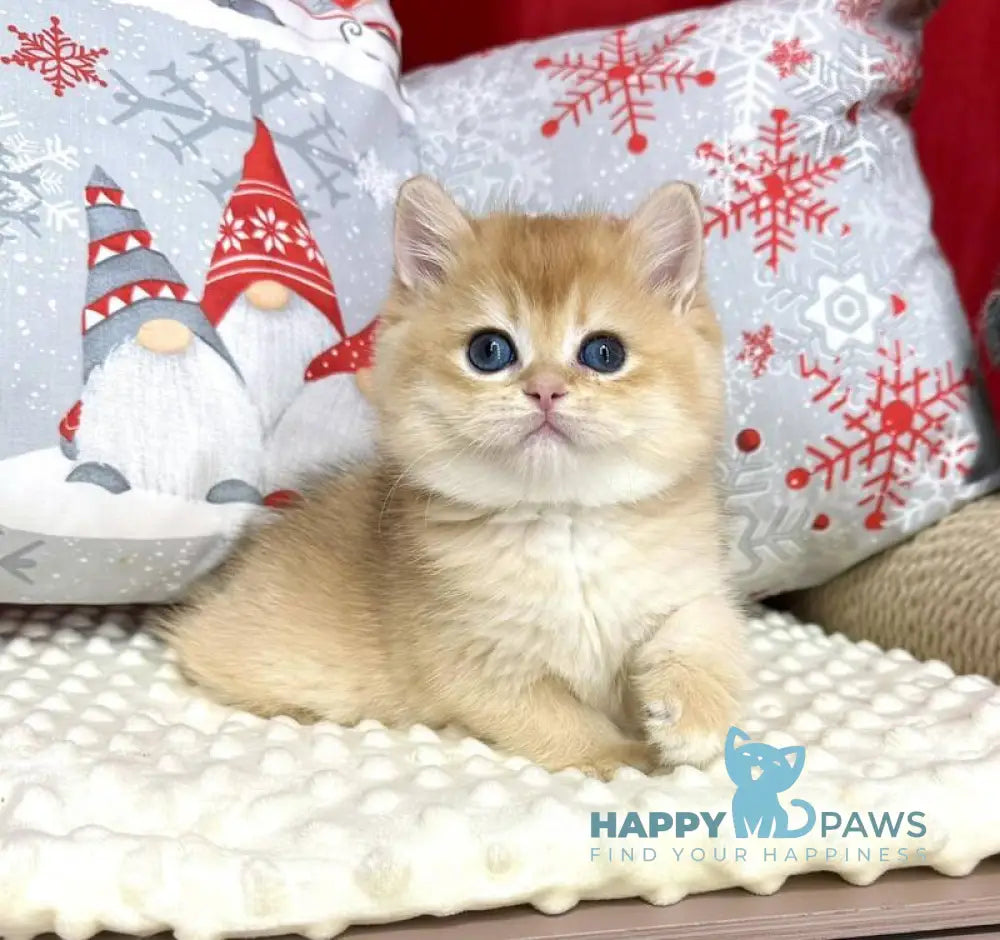 Luis British Shorthair male black golden chinchilla live animals