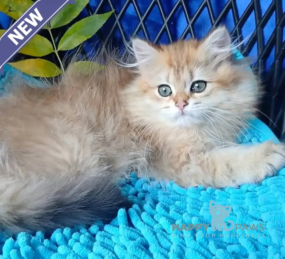 Luisa British Longhair female black golden ticked tabby live animals