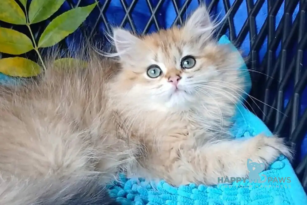 Luisa British Longhair female black golden ticked tabby live animals
