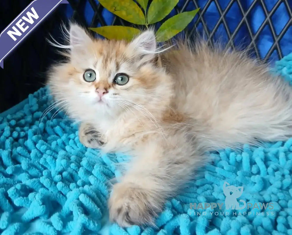 Luisa British Longhair female black golden ticked tabby live animals