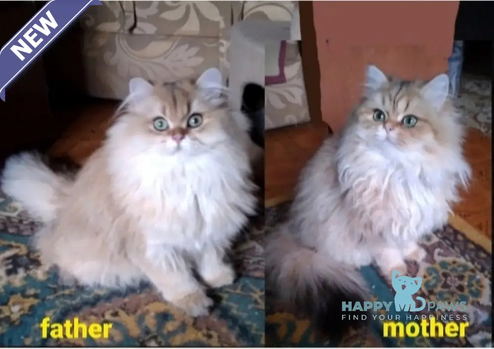 Luisa British Longhair female black golden shaded live animals