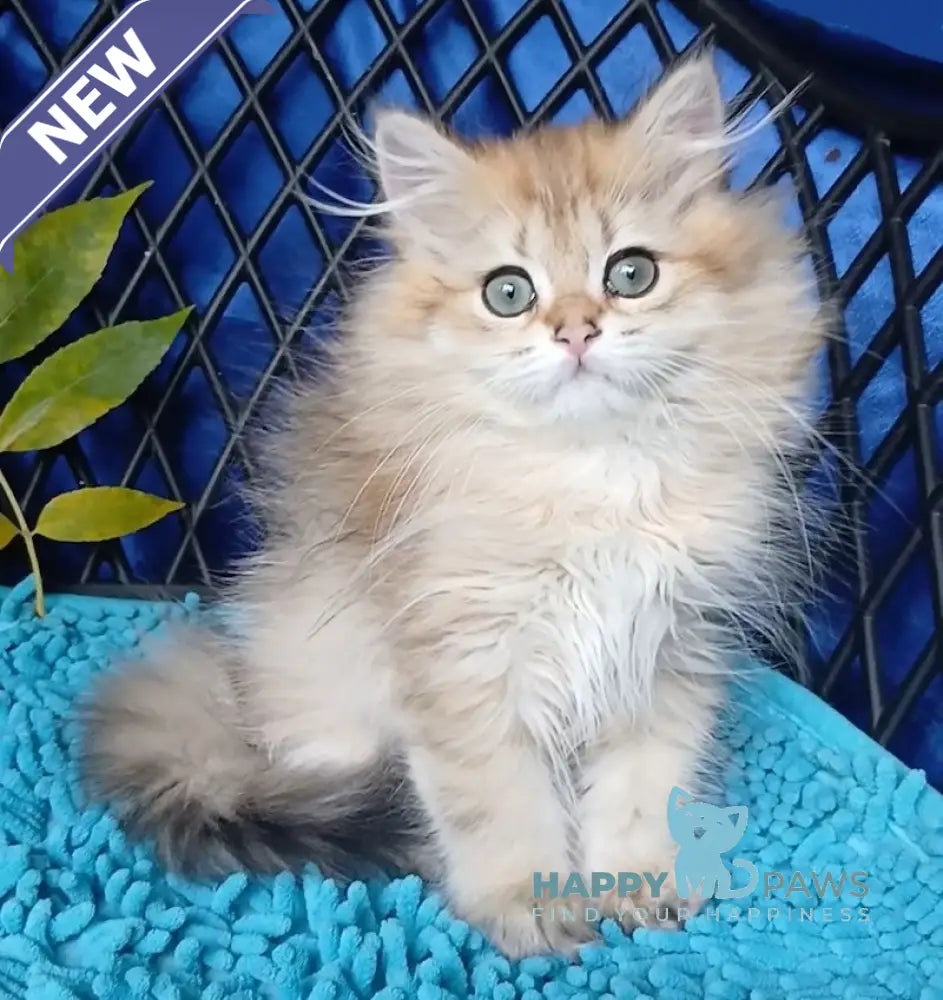 Luisa British Longhair female black golden ticked tabby live animals
